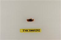 藏品(乳白南方招潮蟹)的圖片